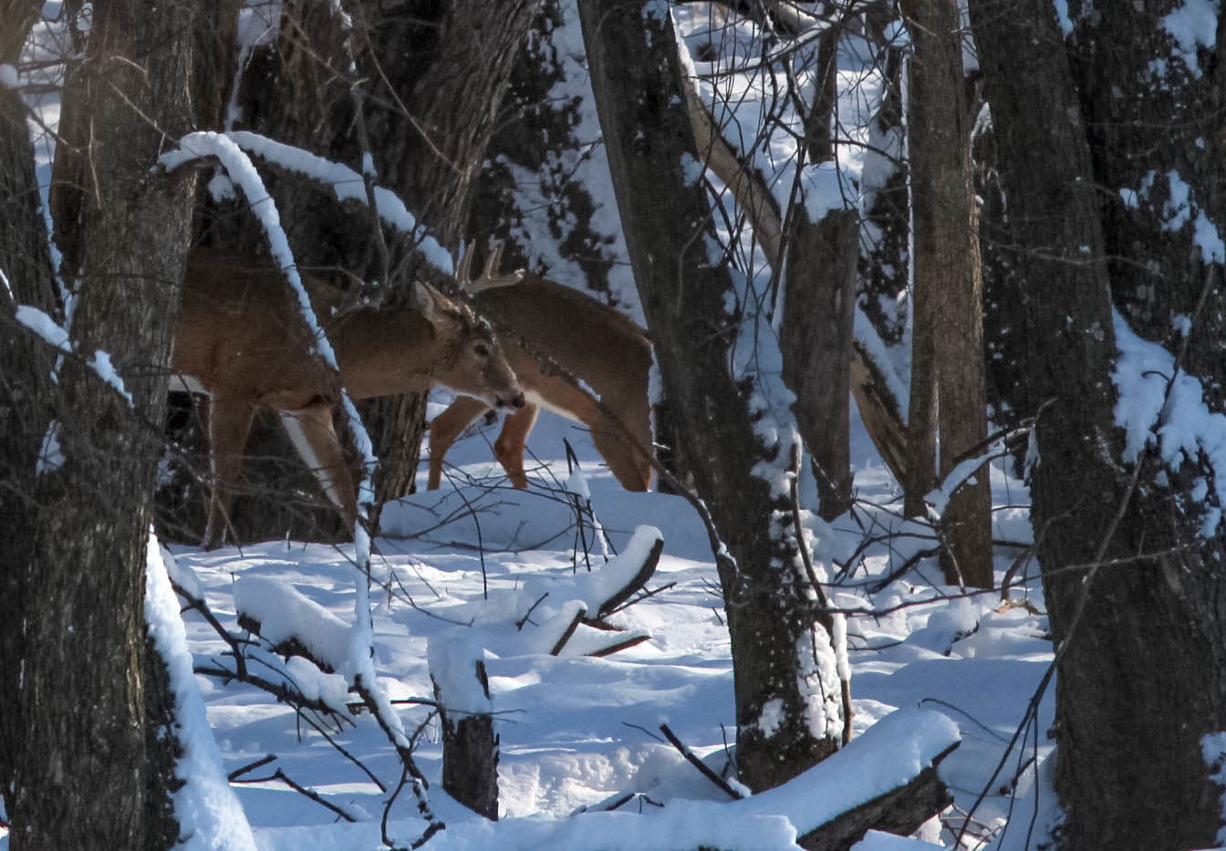 Deer with antlers